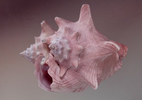 shell  conch  seashell