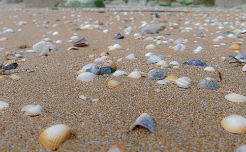 shell  sea  beach