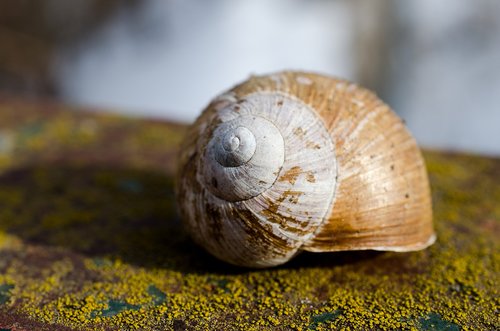 shell  nature  animal