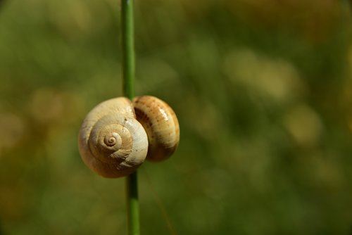 shell  snail  wait