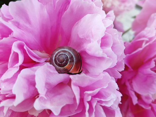 shell  snail  animal