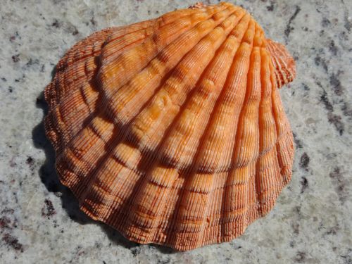 shell orange luck