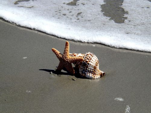 shell starfish beach