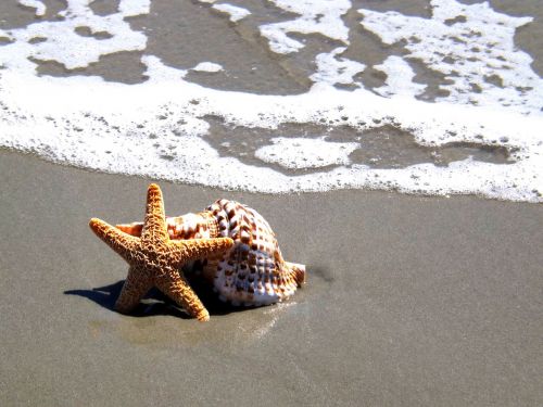 starfish shell beach