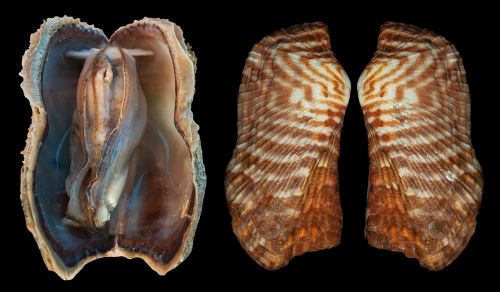 shell arc clam arca zebra