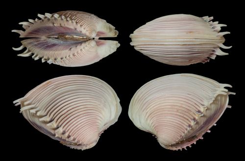shell seashell clam