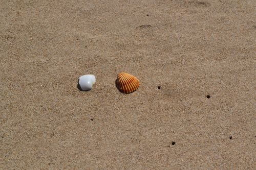 shell sand sea