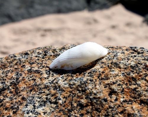 shell sea shell stone