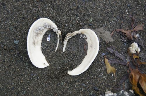 shell heart sand