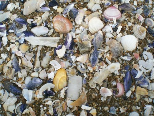 shell beach sand