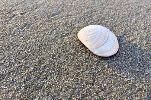 shell beach sand