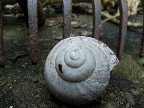 shell rusty garden