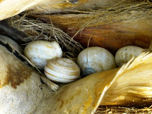 shell snail shells nature