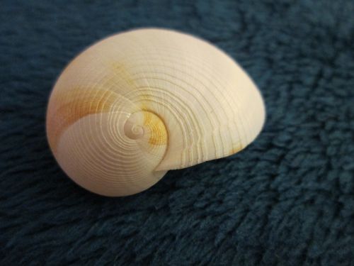 shell spiral nature