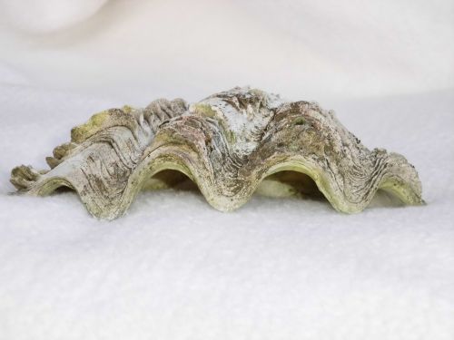 shell oyster seashell