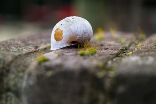 shell snail broken