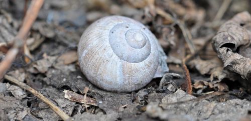 shell empty nature