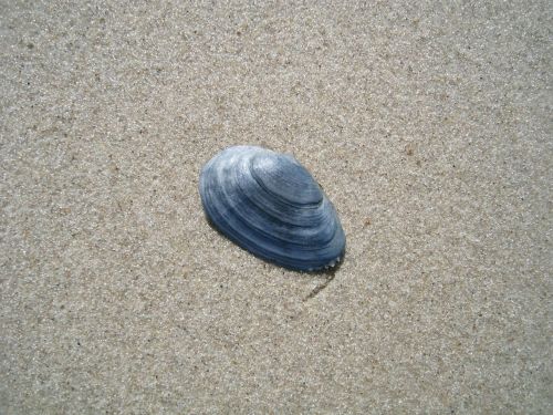 shell baltic sea sand beach