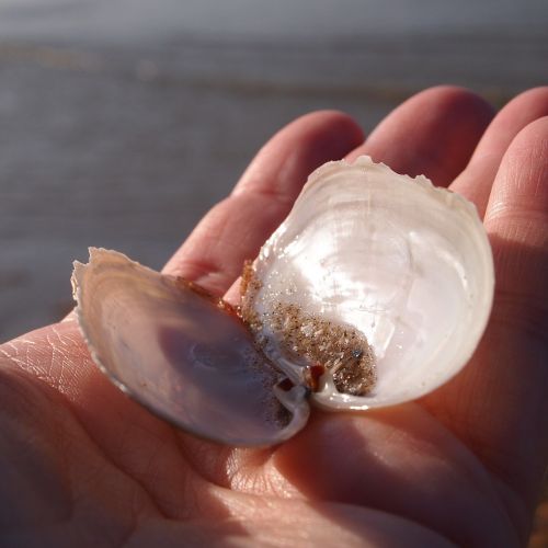 shell open sand