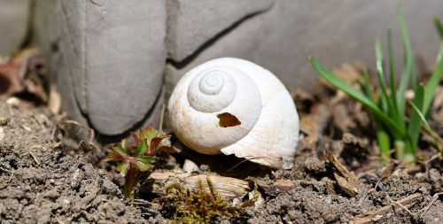 shell leave snail house