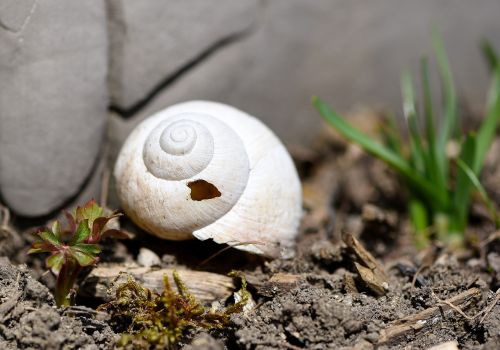 shell snail house damaged