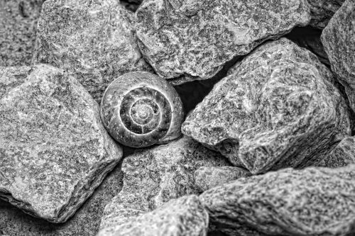 shell stones black and white