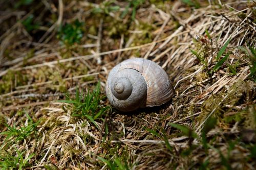 shell snail natural flooring