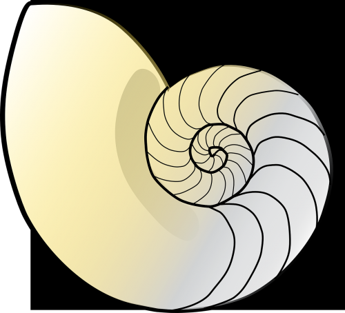shell nautilus fibonacci