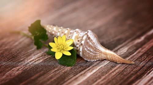 shell flower blossom