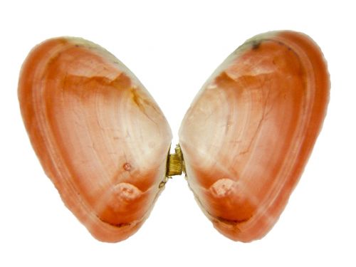 shell clams sakuragai