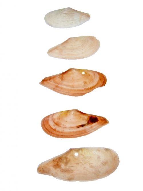 shell clams benikai