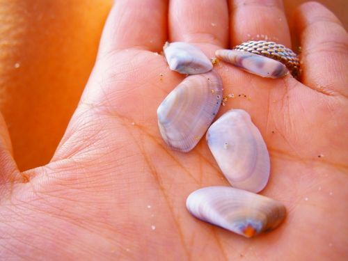 sea shell hand