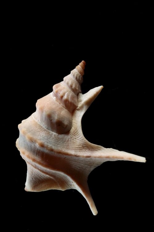 shell snail pelican foot