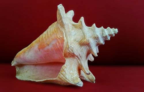 shell sea sea shell