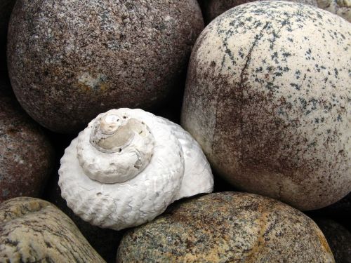 shell stone pebble