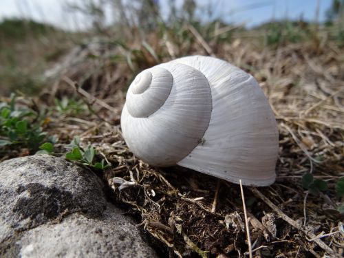 shell white snail stagnate