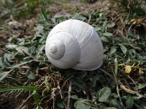 shell white nature