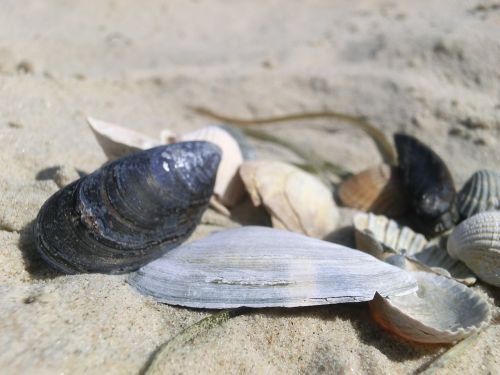 shell sea beach