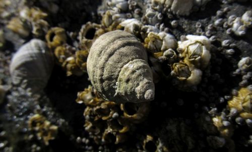 shell seashell sea