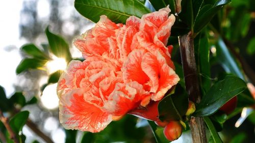 shell apple bloom summer