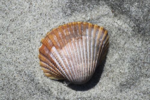 Shell In The Sand