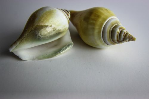 shellfish shell snail