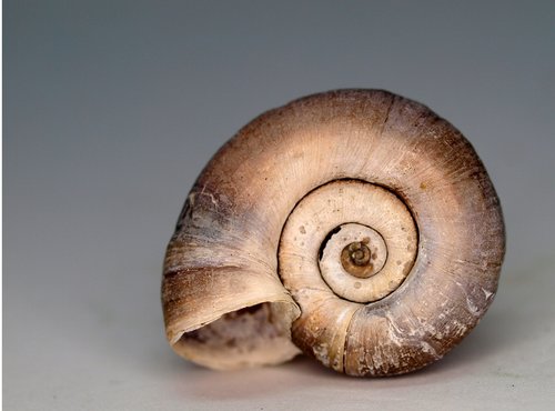shellfish  shell  snail