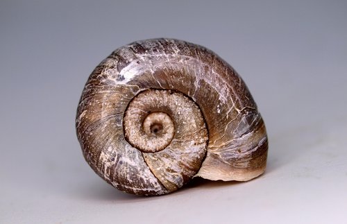 shellfish  invertebrate  snail