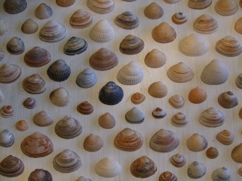 shells beach sea shell
