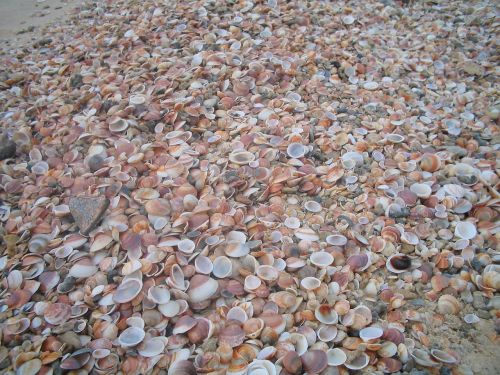 shells texture brown