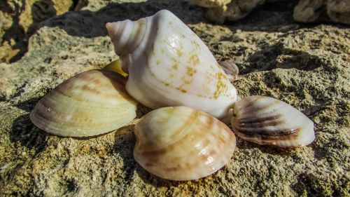 shells beach nature