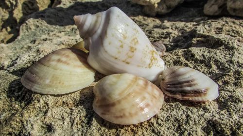 shells sea nature