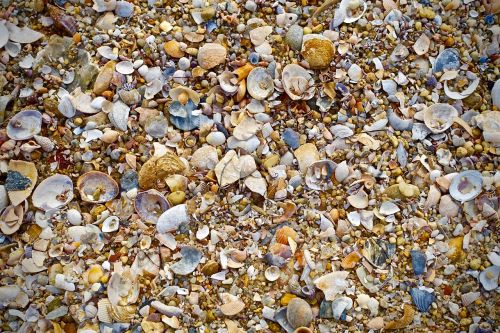 shells beach sand