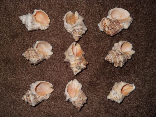 shells carpet nine
